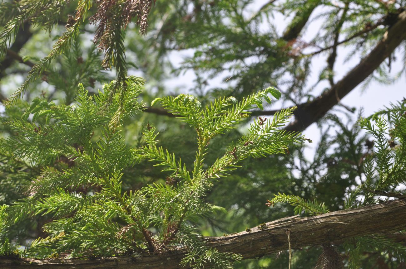 Изображение особи Cryptomeria japonica.