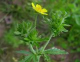 Potentilla intermedia