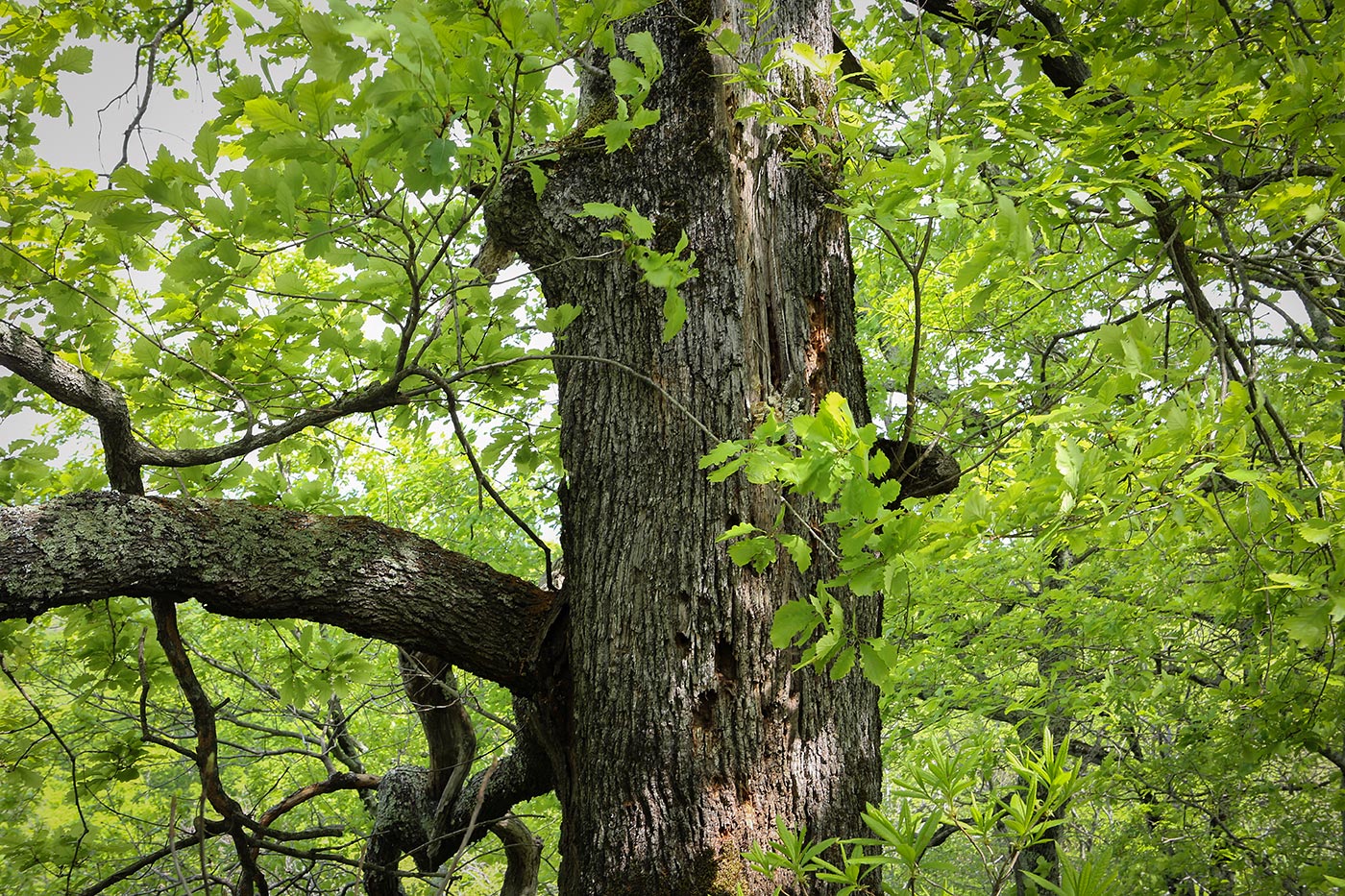 Image of Quercus iberica specimen.