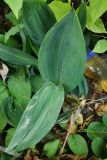 Convallaria majalis