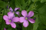 Linum hypericifolium