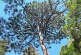 Pinus palustris