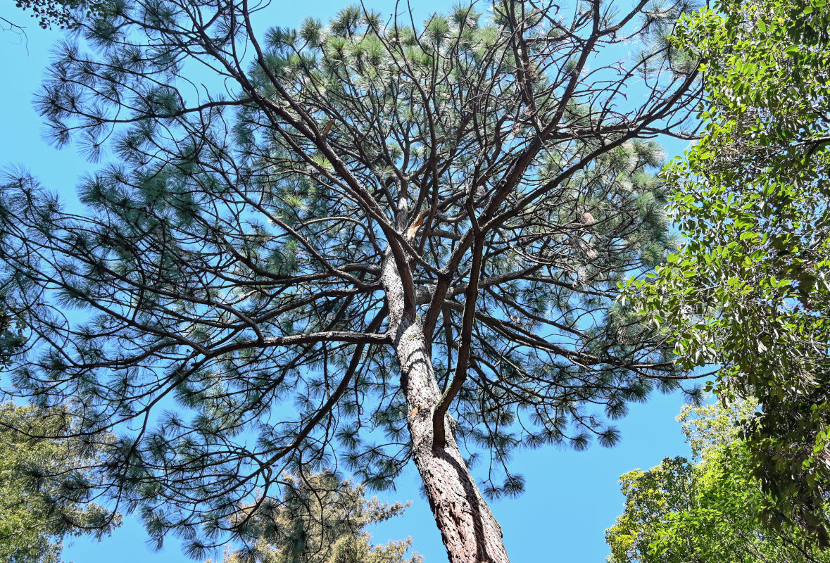 Image of Pinus palustris specimen.