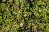 Ranunculus trichophyllus