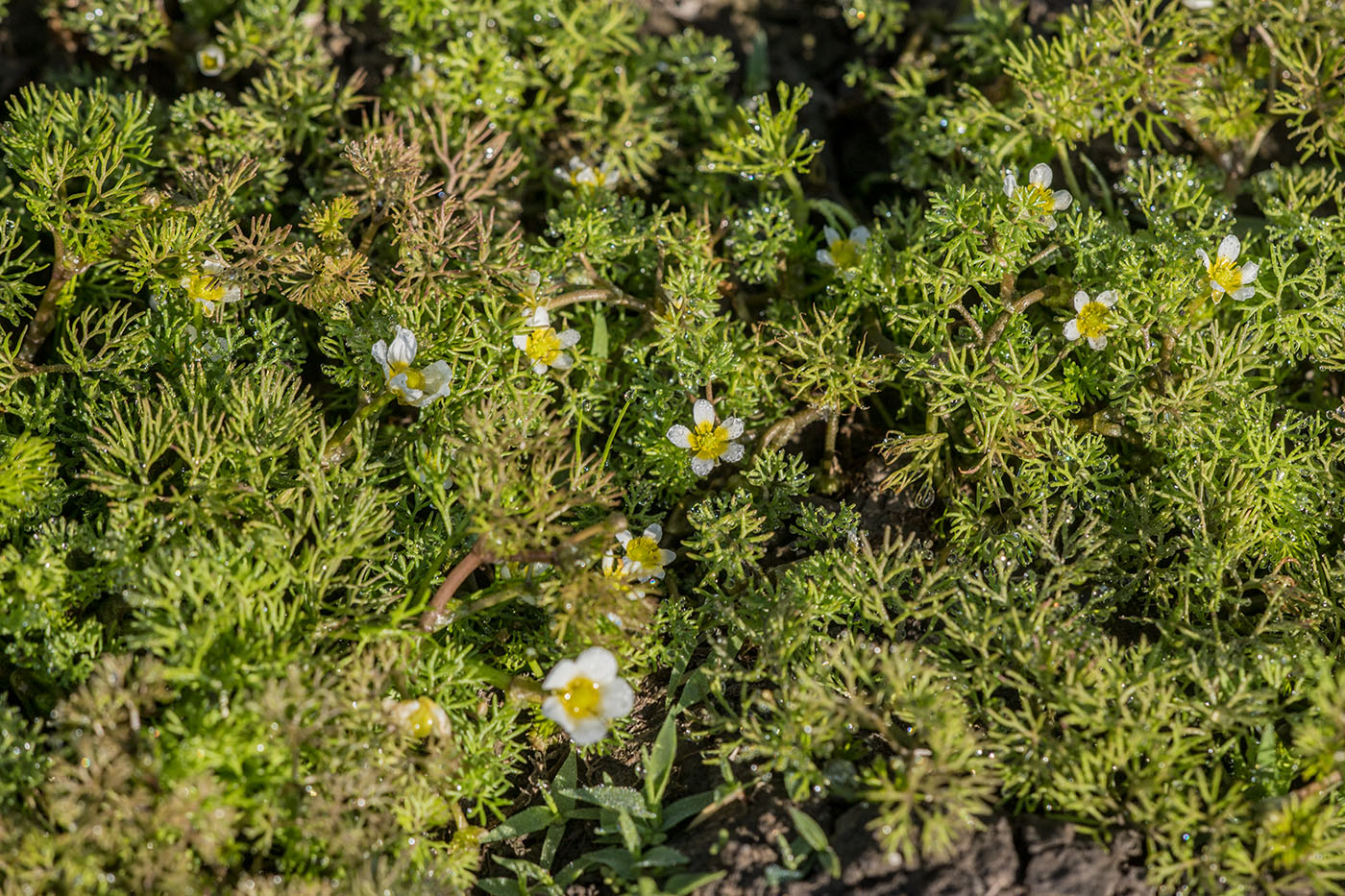 Image of Ranunculus trichophyllus specimen.