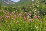 Bistorta carnea