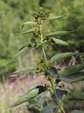 Vincetoxicum fuscatum