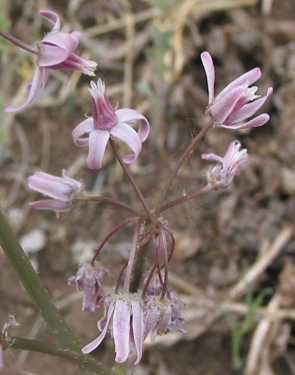 Image of Cynanchum purpureum specimen.