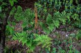 Osmunda japonica. Спороносящее растение. Китай, пров. Аньхой, национальный парк \"Хуаншань\", смешанный лес. 29.05.2025.