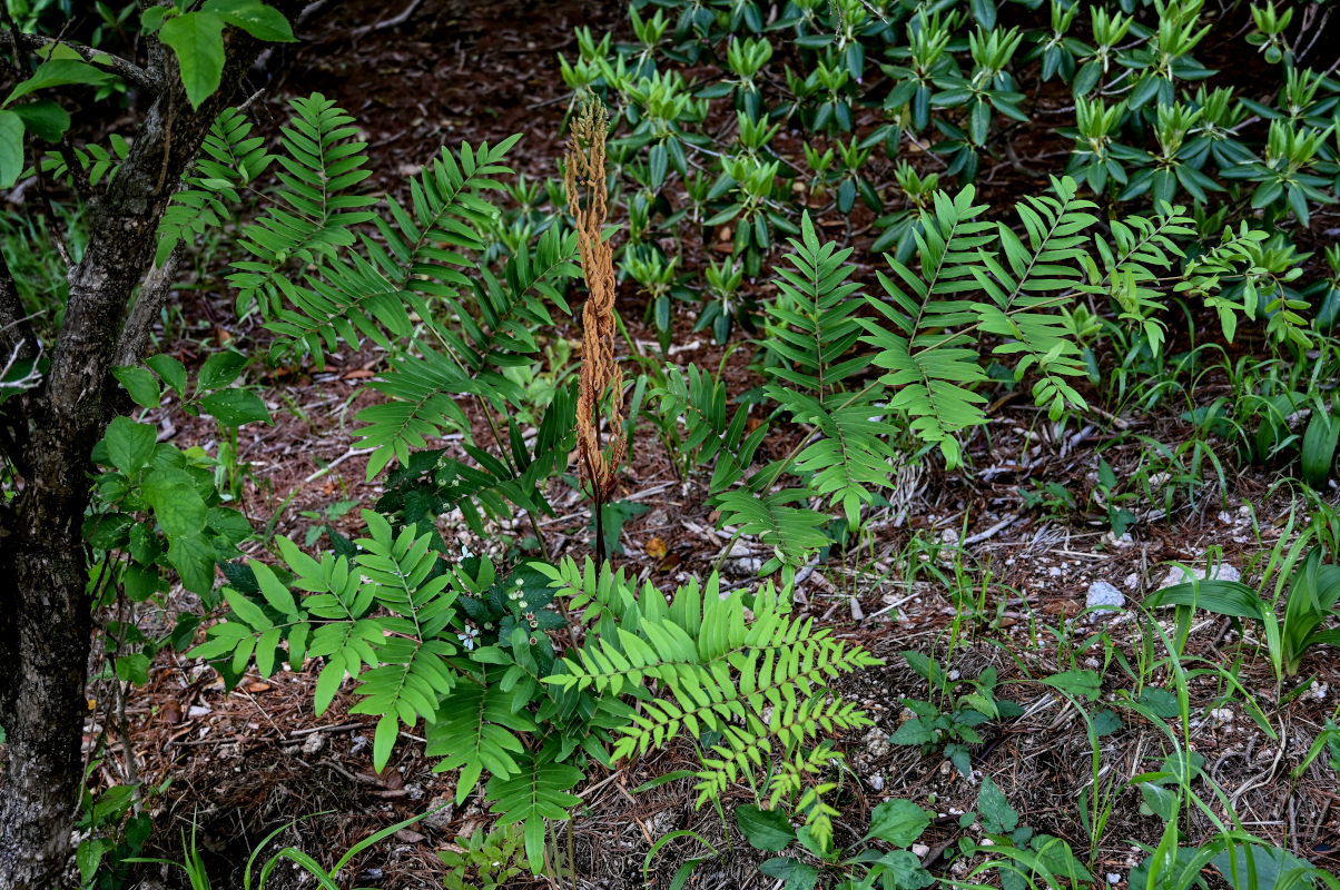 Изображение особи Osmunda japonica.