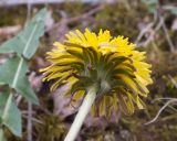род Taraxacum