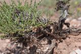 семейство Chenopodiaceae. Веточки. Турция, ил Ыгдыр, ур. Красные горы, глинистый делювиальный шлейф. 19 мая 2025 г.