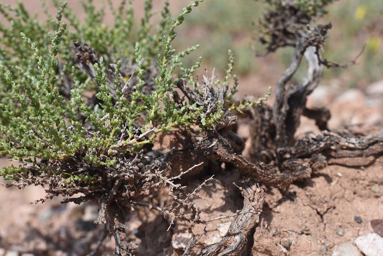 Изображение особи семейство Chenopodiaceae.