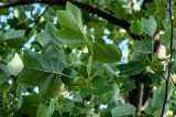 Liriodendron tulipifera