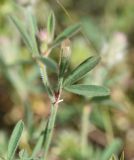 Trifolium arvense