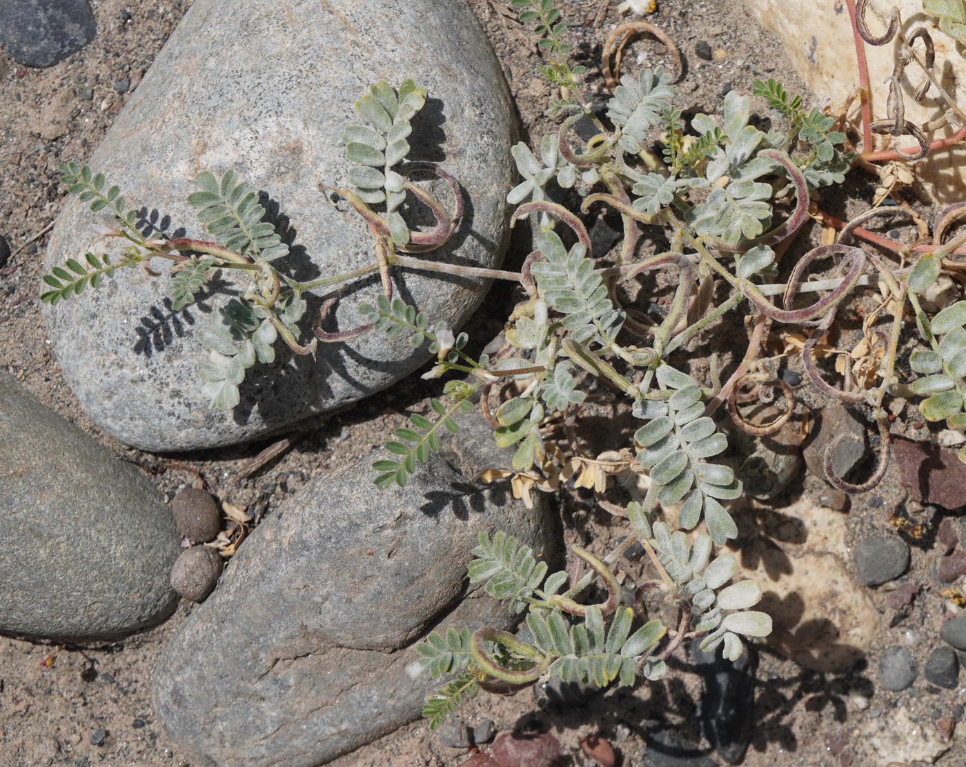 Изображение особи Astragalus ophiocarpus.