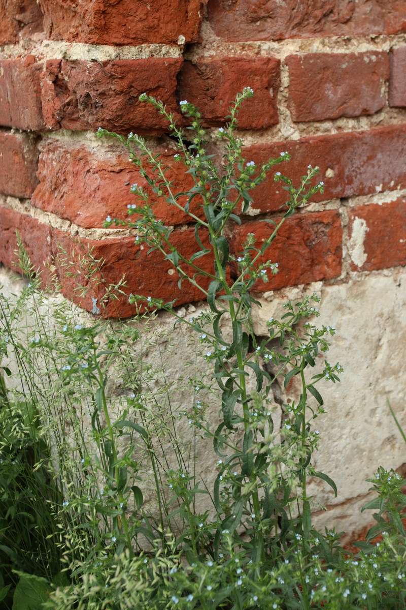 Image of Lappula squarrosa specimen.