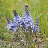 Veronica prostrata. Соцветия. Ульяновская обл., Мелекесский р-н, окр. пос. Вишенка, спуск в дол. р. Бирля, луговая степь. 18.05.2024.