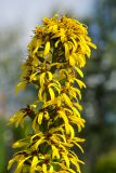 Ligularia stenocephala. Часть соцветия. Пермь, Ленинский р-н, городская эспланада. 1 сентября 2024 г.