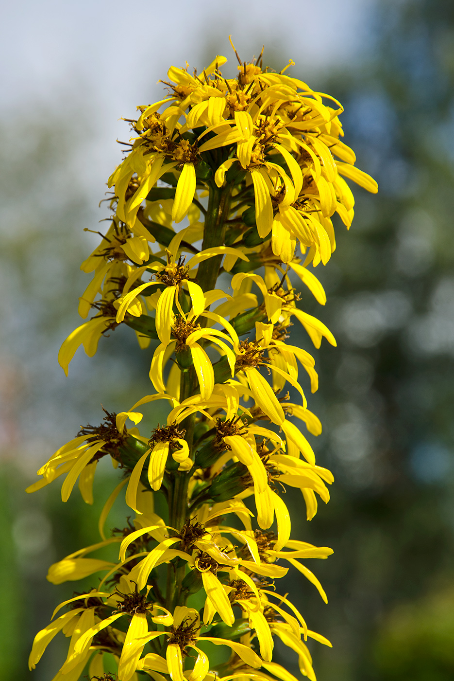 Image of Ligularia stenocephala specimen.