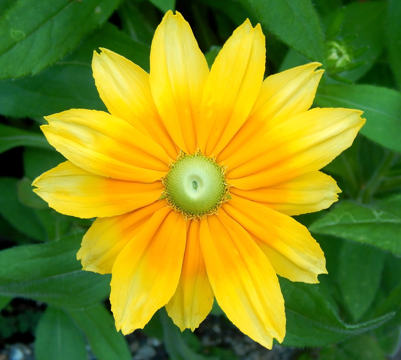 Изображение особи Rudbeckia hirta.