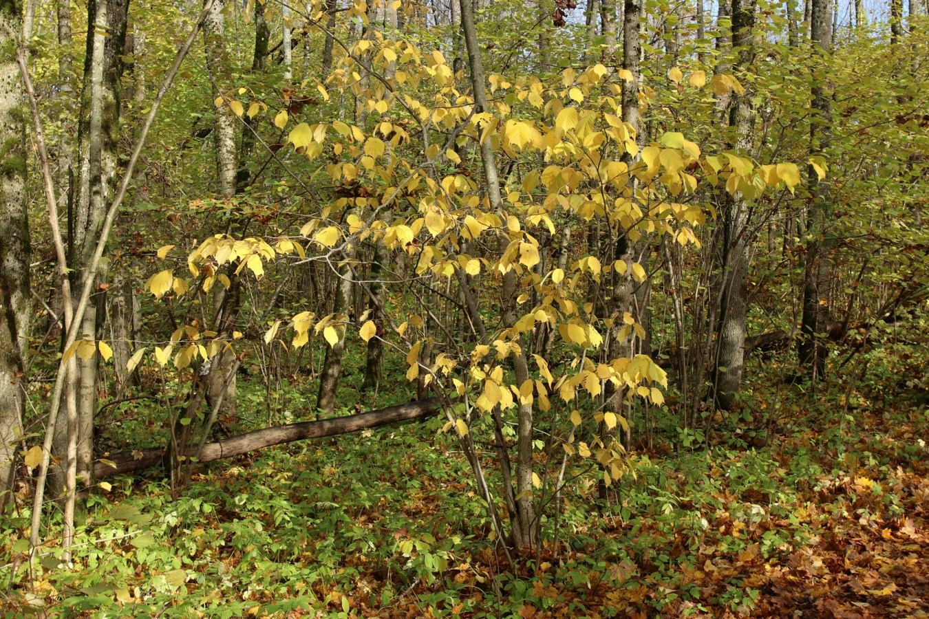 Изображение особи Corylus avellana.