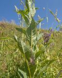 genus Senecio. Средняя часть побега цветущего растения. Северная Осетия, Пригородный р-н, пер. Санибанский, ≈ 1900 м н.у.м., высокогорный луг. 31.07.2025.