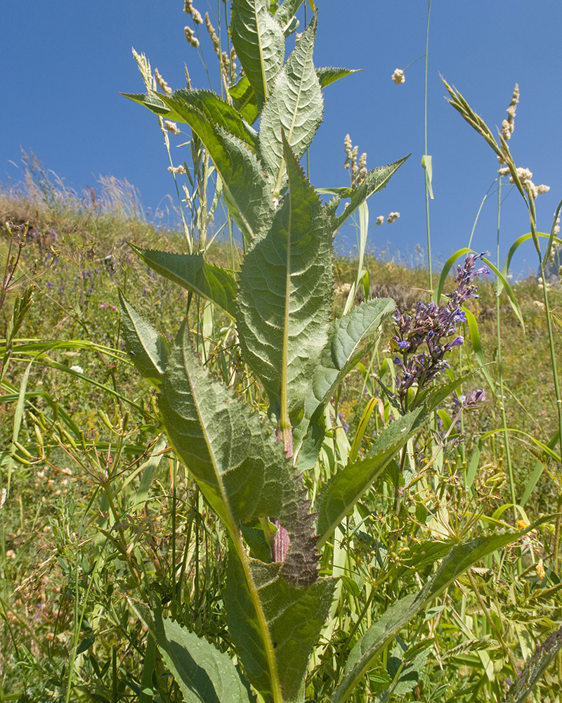 Изображение особи род Senecio.