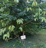 Изображение особи. Автор - Григорий Токарев