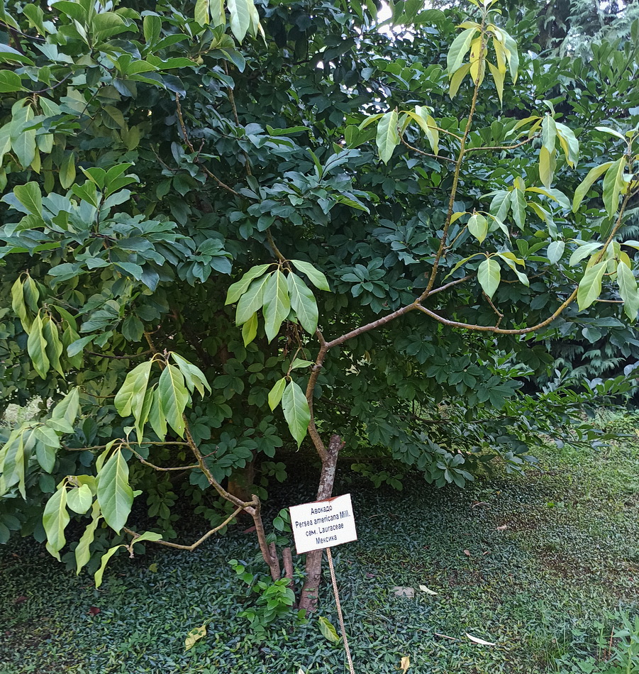 Изображение особи Persea americana.