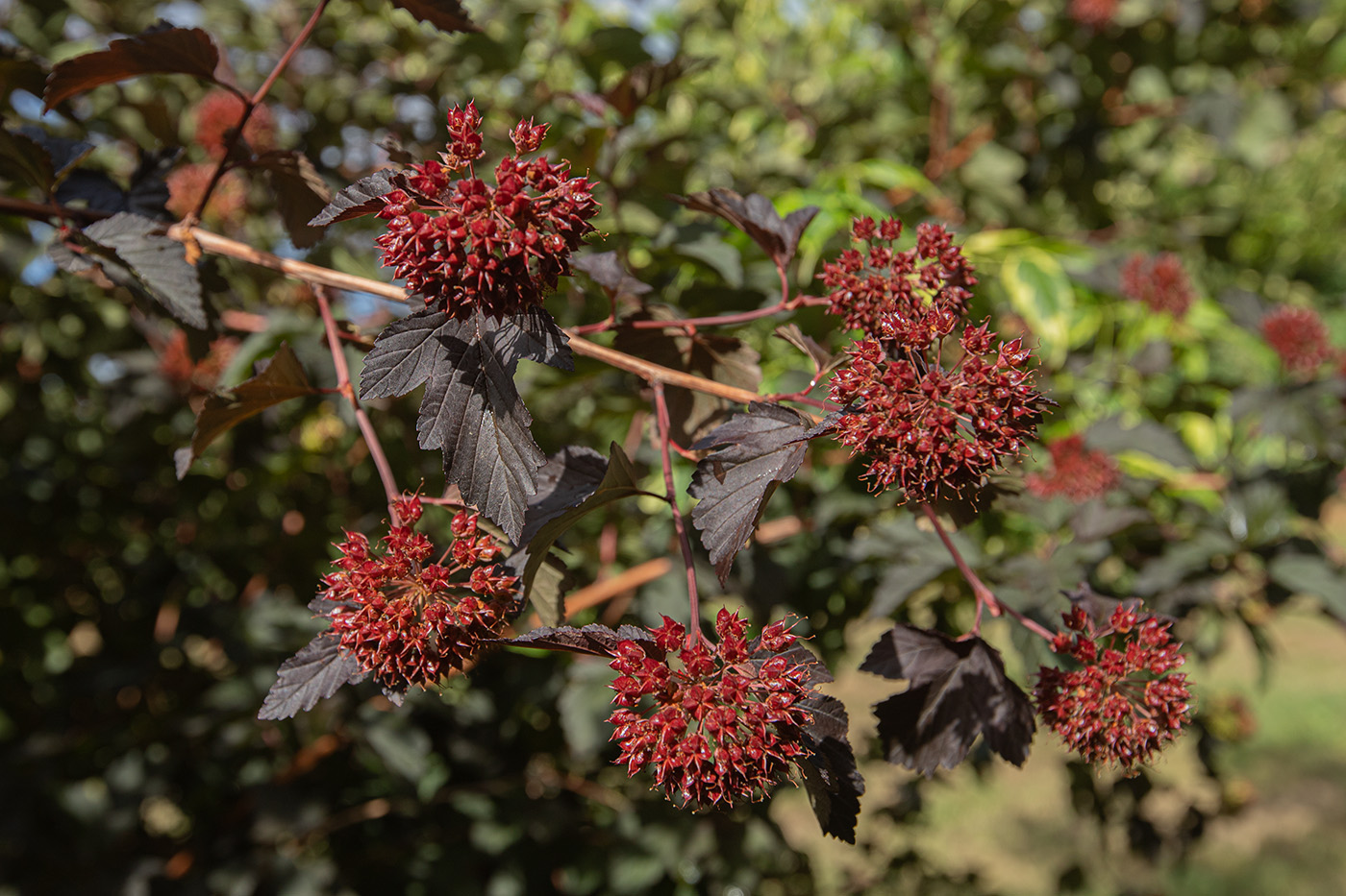 Изображение особи Physocarpus opulifolius.