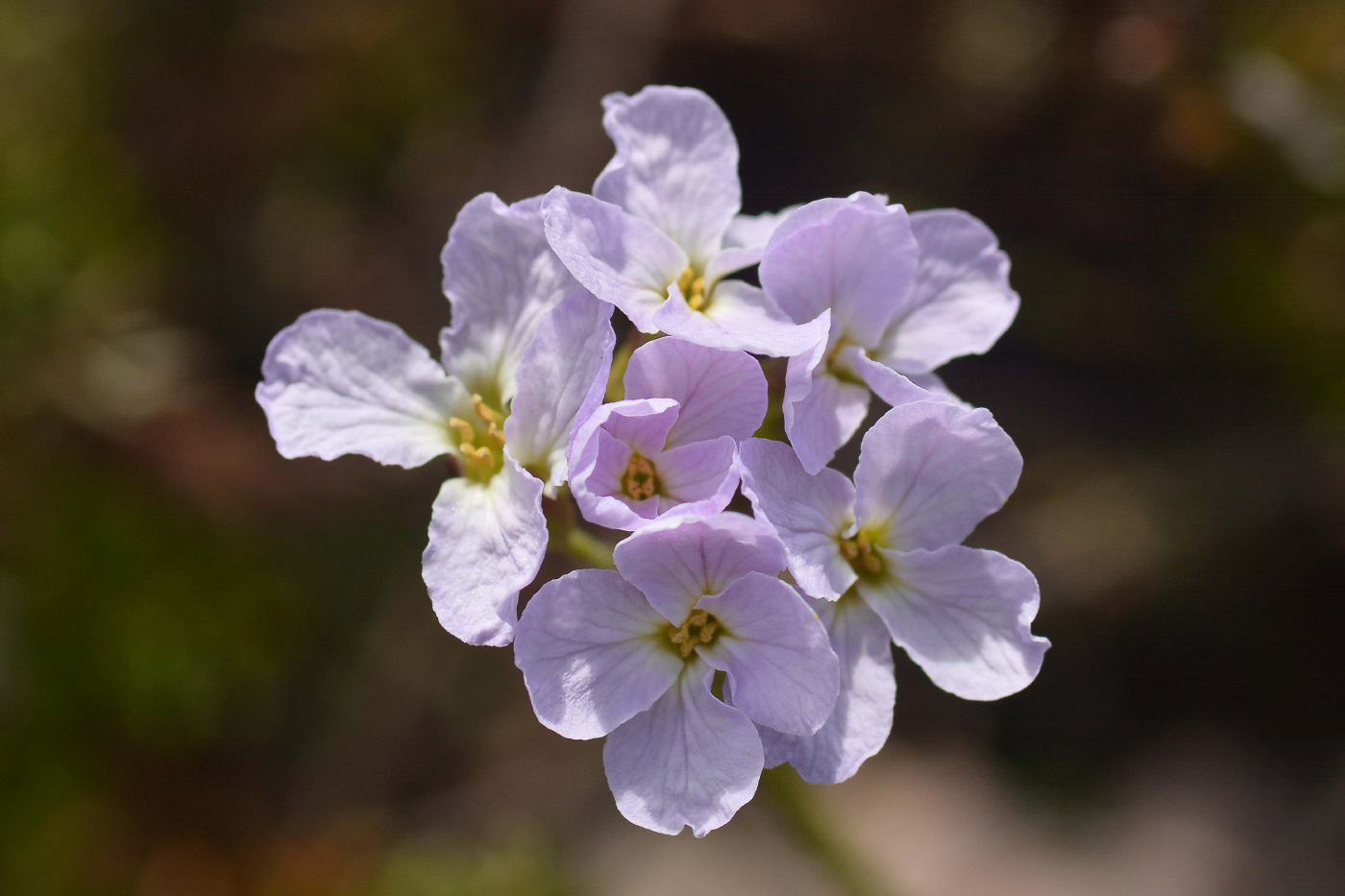 Изображение особи Parrya nudicaulis.