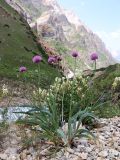 Allium polyphyllum. Цветущие растения; на заднем плане - цветущий Hedysarum flavescens. Узбекистан, Ташкентская обл., Угам-Чаткальский национальный парк, Пскемский хр., дол. ур. Аккапчигай, ок. 2700 м н.у.м., каменистая россыпь. 26.06.2025.