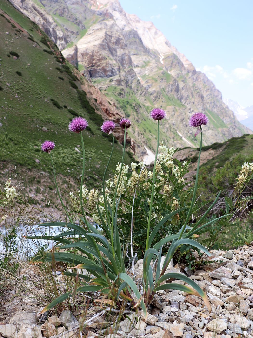 Image of Allium polyphyllum specimen.