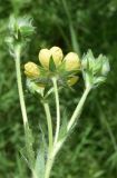Potentilla pedata