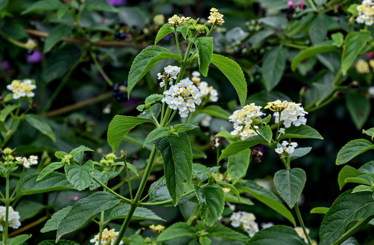 Image of Lantana &times; strigocamara specimen.
