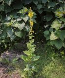 Verbascum phlomoides