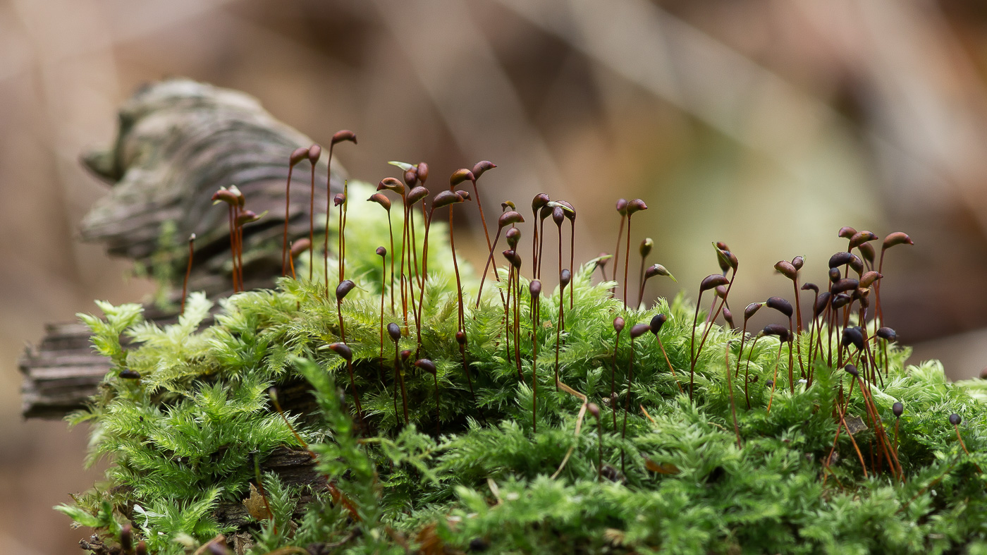 Image of Brachythecium rutabulum specimen.