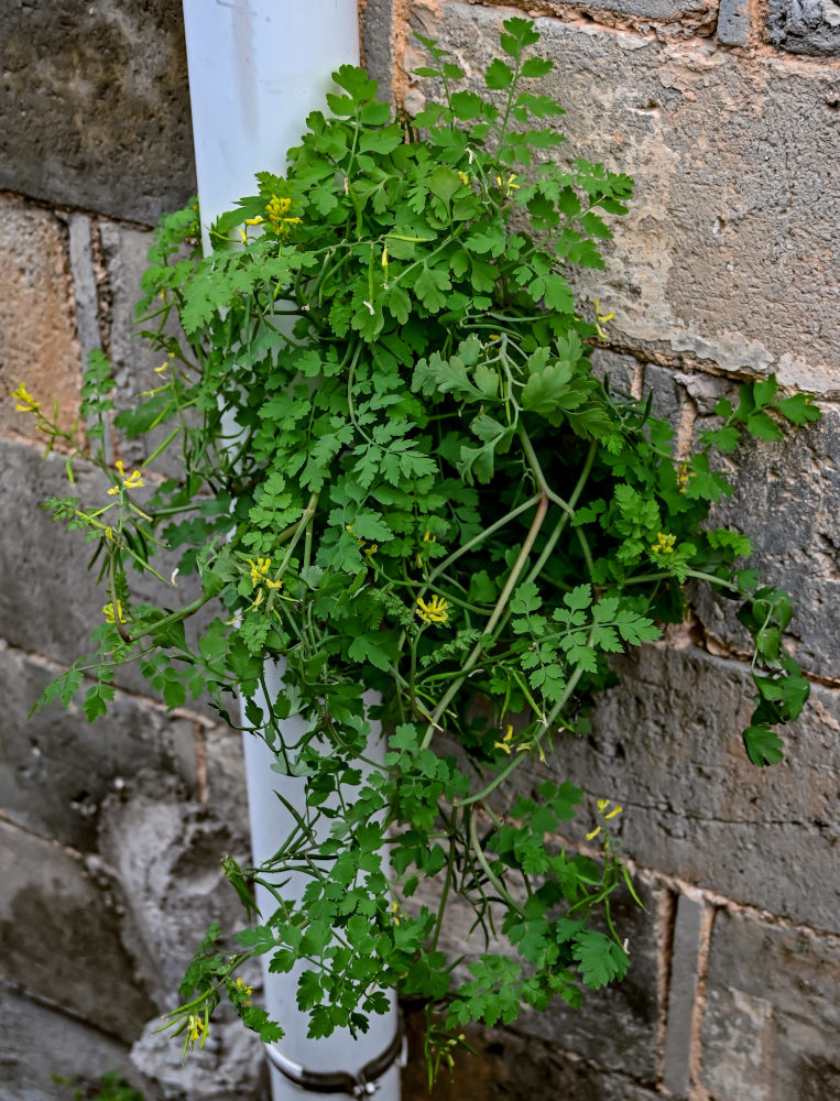 Image of Corydalis pallida specimen.