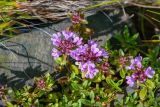 Thymus komarovii