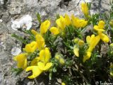 Genista godetii