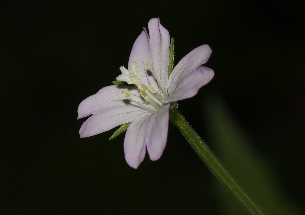 Image of Epilobium montanum specimen.