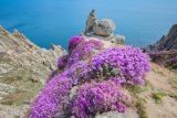 Rhododendron mucronulatum. Цветущие растения на скале в сообществе с Artemisia. Приморский край, Партизанский р-н, мыс Лисученко. 02.05.2026.