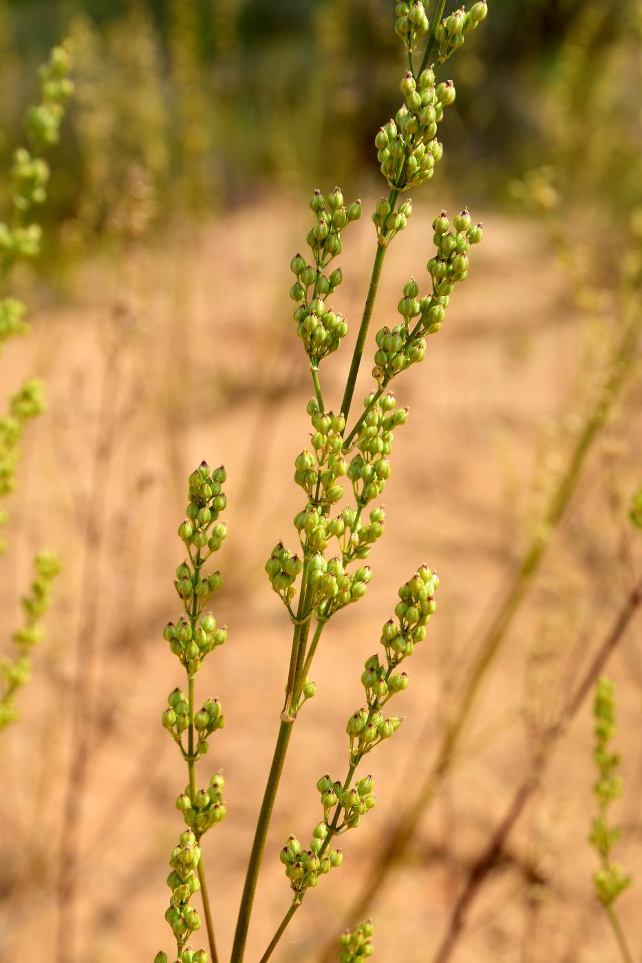 Image of Silene media specimen.