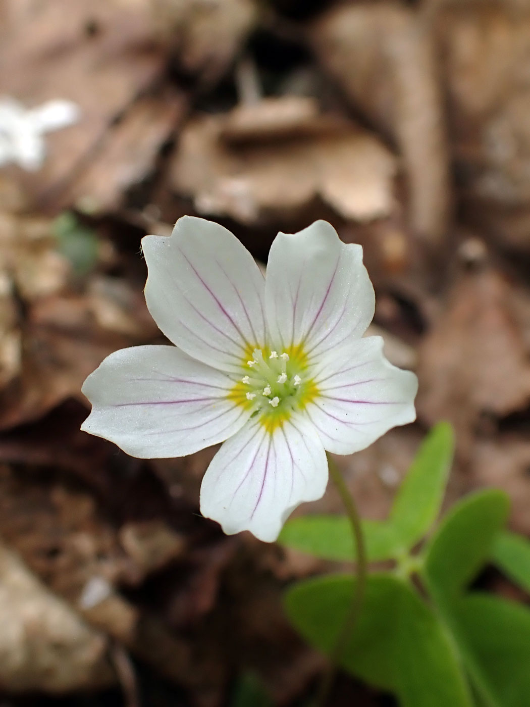 Изображение особи Oxalis acetosella.