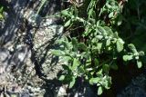 Teucrium capitatum