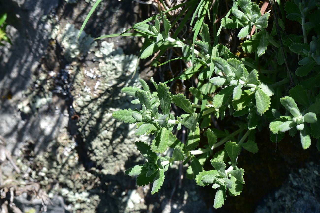 Image of Teucrium capitatum specimen.