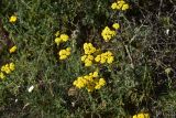 Achillea arabica. Цветущие растения. Грузия, край Самцхе-Джавахети, Ахалцихский муниципалитет, 200 м от окр. с. Гуркели, левый борт р. Цинубанисцкали, выс. 1050 м н.у.м., луг. 8 июня 2026 г.