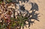 Carlina hispanica