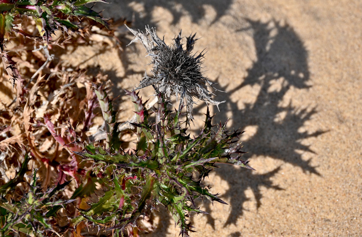 Изображение особи Carlina hispanica.